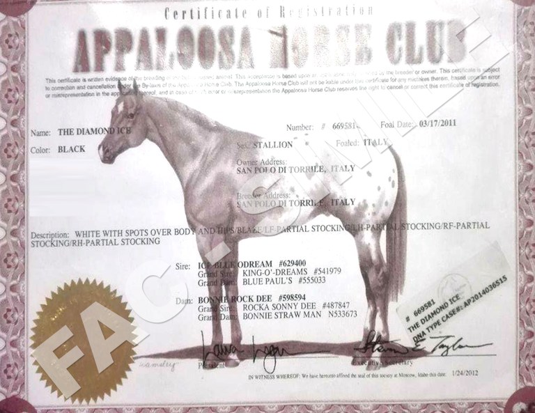 Diamond-ice-Stallone-Appaloosa-certificato