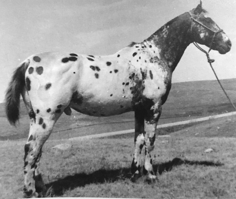 Topatchi stallone appaloosa by toby II