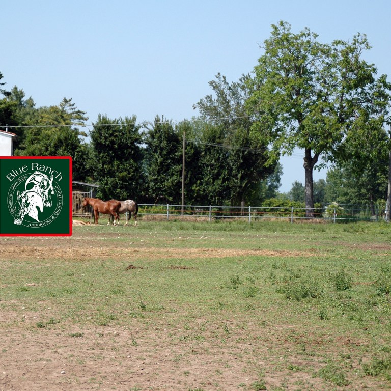 allevamento-appaloosa-blue-ranch--copertina.jpg