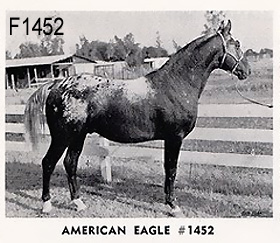 AMERICAN EAGLE