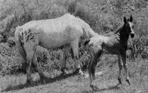 Painter's marvel f 47 fattrice aoppaloosa con Red Eagle