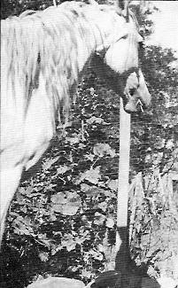 snowflake f2 seconda fattrice appaloosa registrata