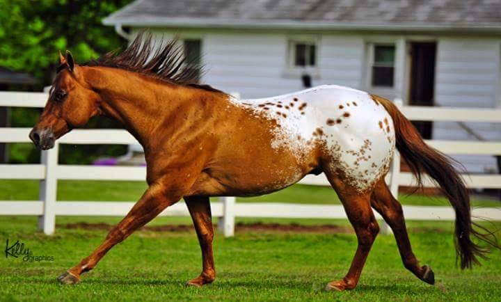 stallone appaloosa CHOCOLATEY 5