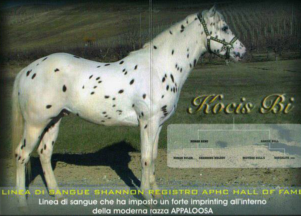 stallone appaloosa Kocis Bi fianco dx.jpg