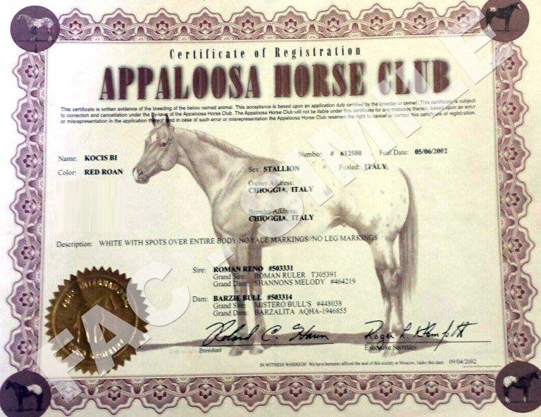 stallone-appaloosa-Kocis-certificato