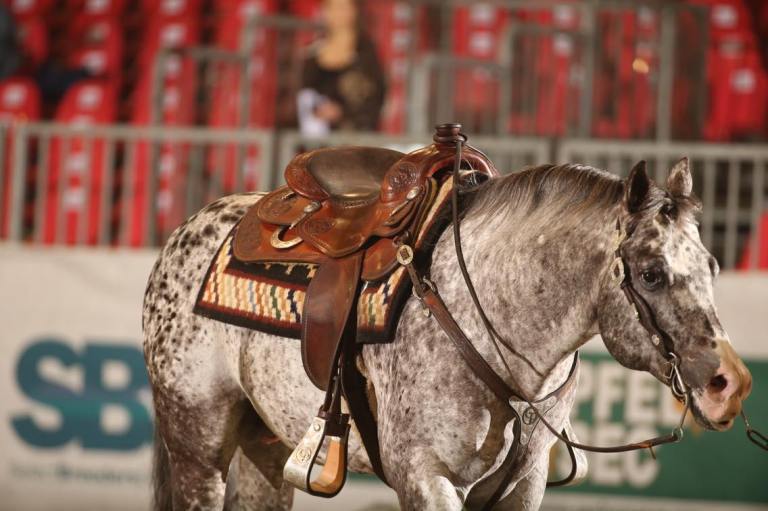 BOEMIL TWIN ROBOTOP stallone appaloosa reining
