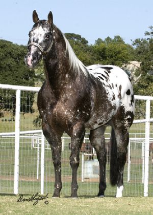 kingodreams appaloosa stallion