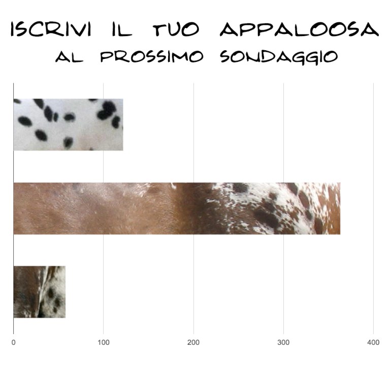 sondaggi-cavvali-appaloosa