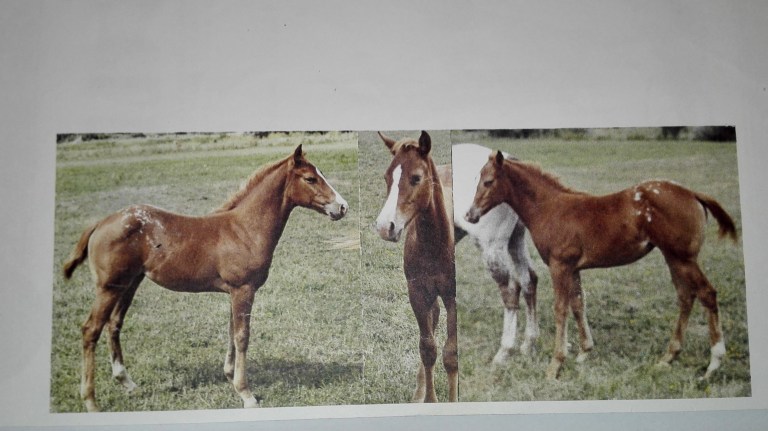 Fattrice appaloosa Lunar Flamingo - certificato retro