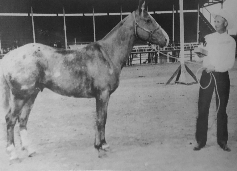 Stallone appaloosa Apache nominato Grand Champion 1954