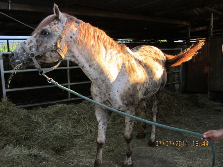 Stallone appaloosa Spots Red Moon - collo
