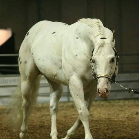 allevamento appaloosa sant anna QH brave heart copertina