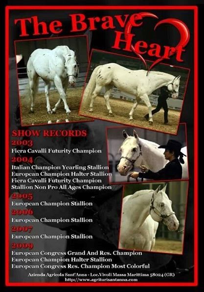 allevamento appaloosa sant anna QH brave heart show record