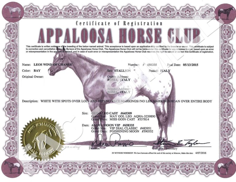 puledro-appaloosa-Leos-Wind-of-Change-certificato