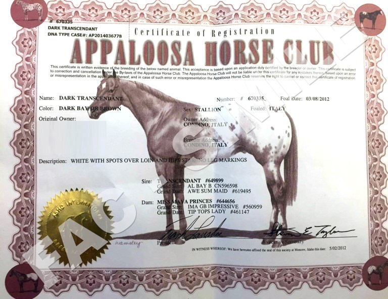 stallone-appaloosa-halter-nero-Dark-Trascendant-certificato