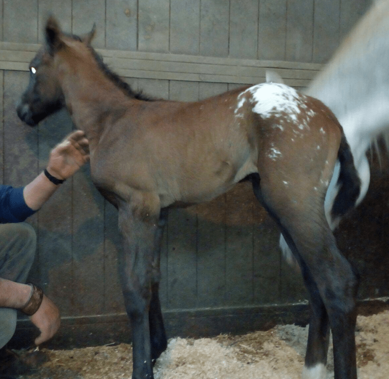 stallone appaloosa halter nero Dark Trascendant prima puledra 2016.png