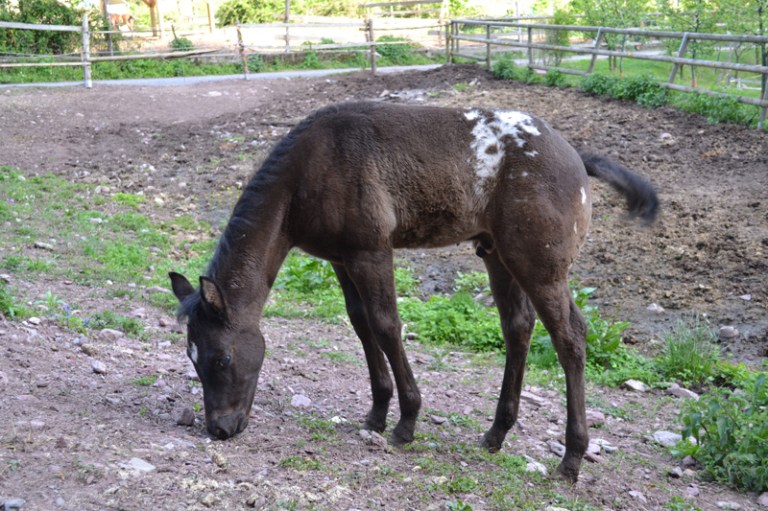 stallone appaloosa halter nero Dark Trascendant puledro