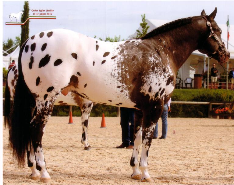 Stallone Appaloosa Ice Blue O'Dream morfologia