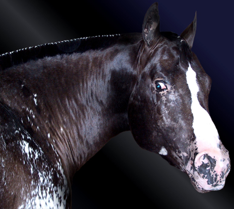 Stallone Appaloosa Ice Blue O'Dream