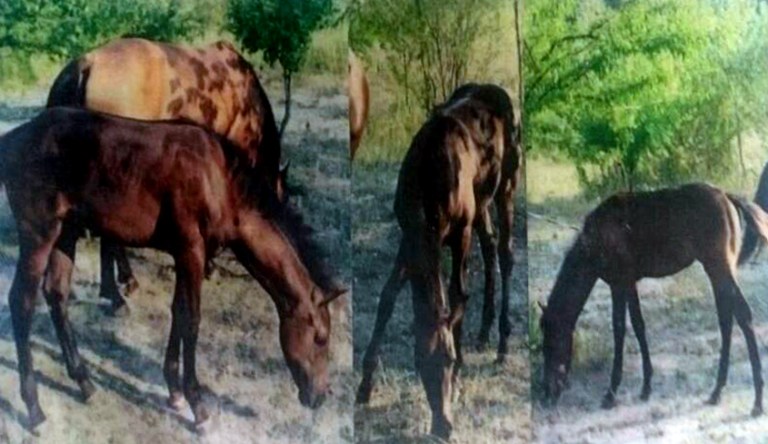 Cavalla-Appaloosa-Aris-Phenomenal-Tess-certificato-retro