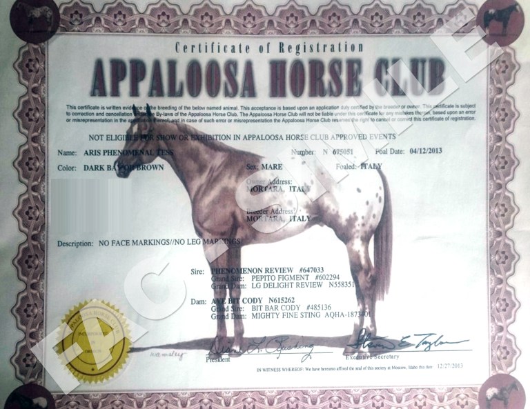 Cavalla-Appaloosa-Aris-Phenomenal-Tess-certificato.JPG