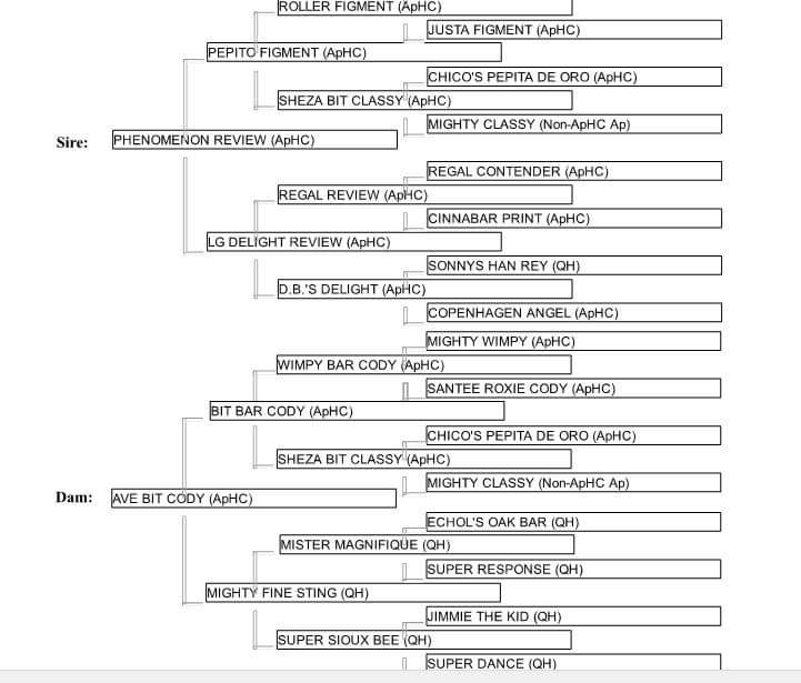 Cavalla Appaloosa Aris Phenomenal Tess genealogia.JPG