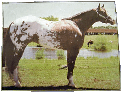 rocket20finder20mmr20copy