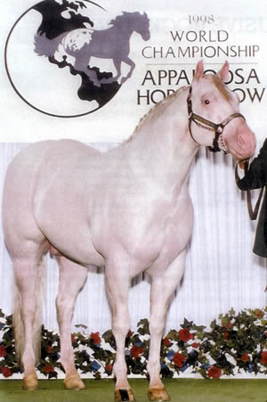 stallone appaloosa elusive rocketfinder