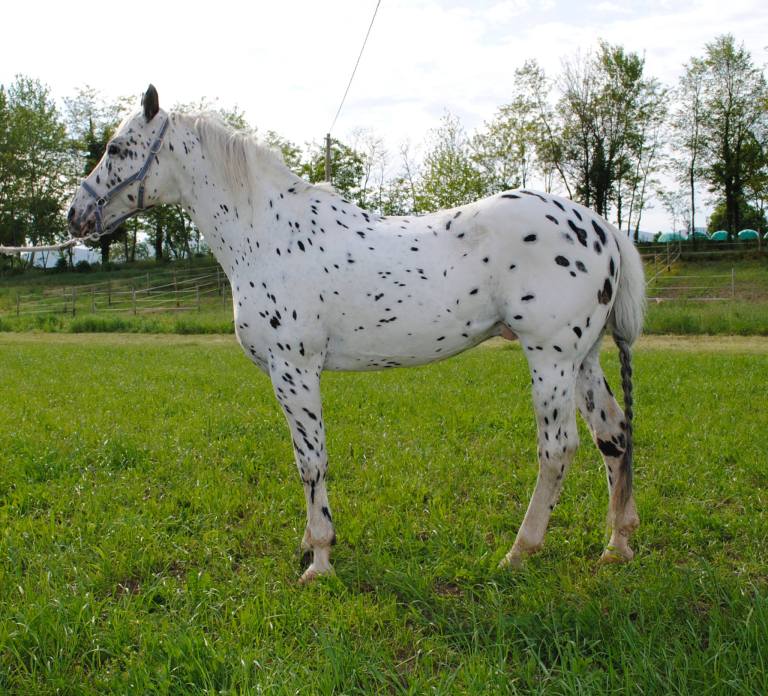 stallone appaloosa Impressive Chateros profilo sinistro