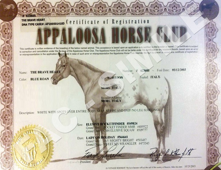 stallone-appaloosa-the-brave-heart-certificato.jpg