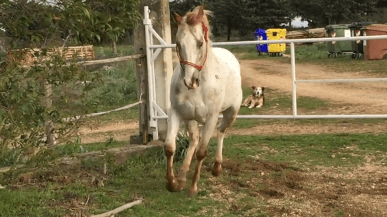 Stallone appaloosa Pl Andrews Figment paddok.PNG