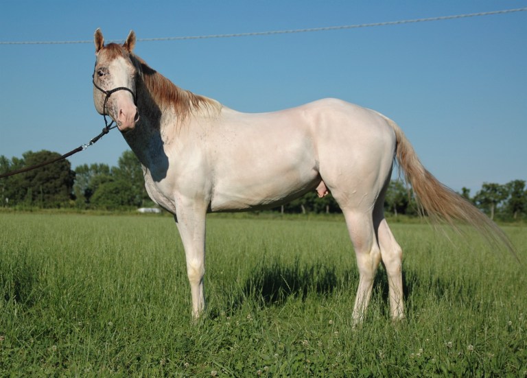 Stallone Appaloosa Wild White Blue in posa.JPG