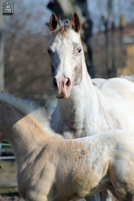 Appaloosa snowcap fattrice cavalla halter most colorful