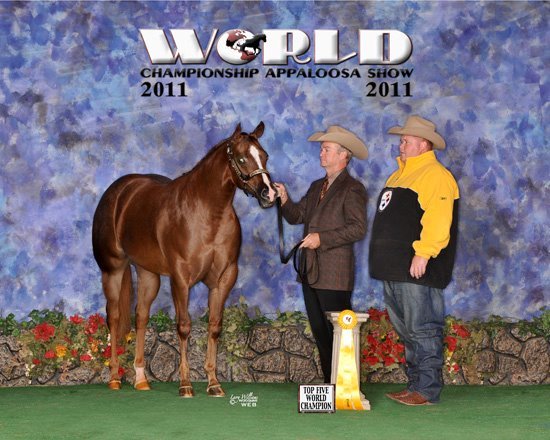 Mojo Animal Planet Appaloosa Stallone, Figurina Realistica Dipinta A Mano, Cavallo In Miniatura Da Collezione