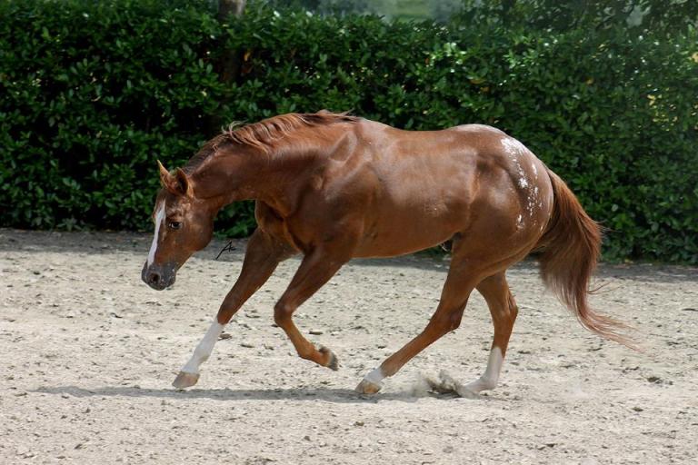 investment-package-stallone-appaloosa