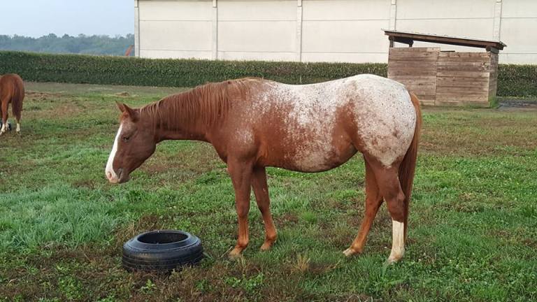 fattrice-appaloosa-performance-boemil-topsailita