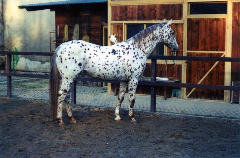 stallone-appaloosa-reining-topsail-speckles