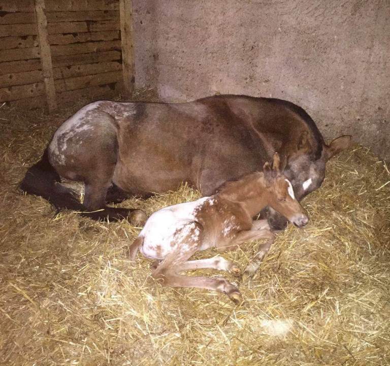 adm_cristal_spirit_fattrice_appaloosa__puledro