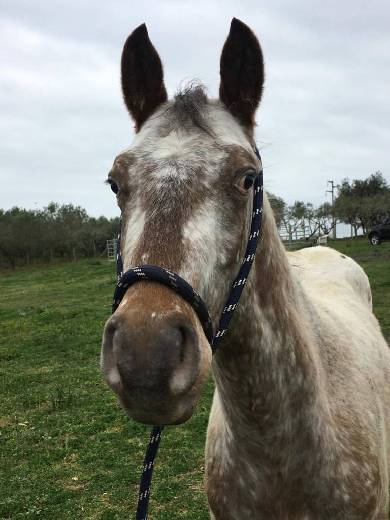 17548908_1273873809361696_2135445501_o