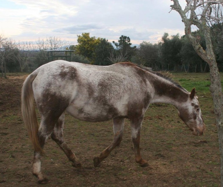 FATTRICE APPALOOSA ANGEL MOON VIP