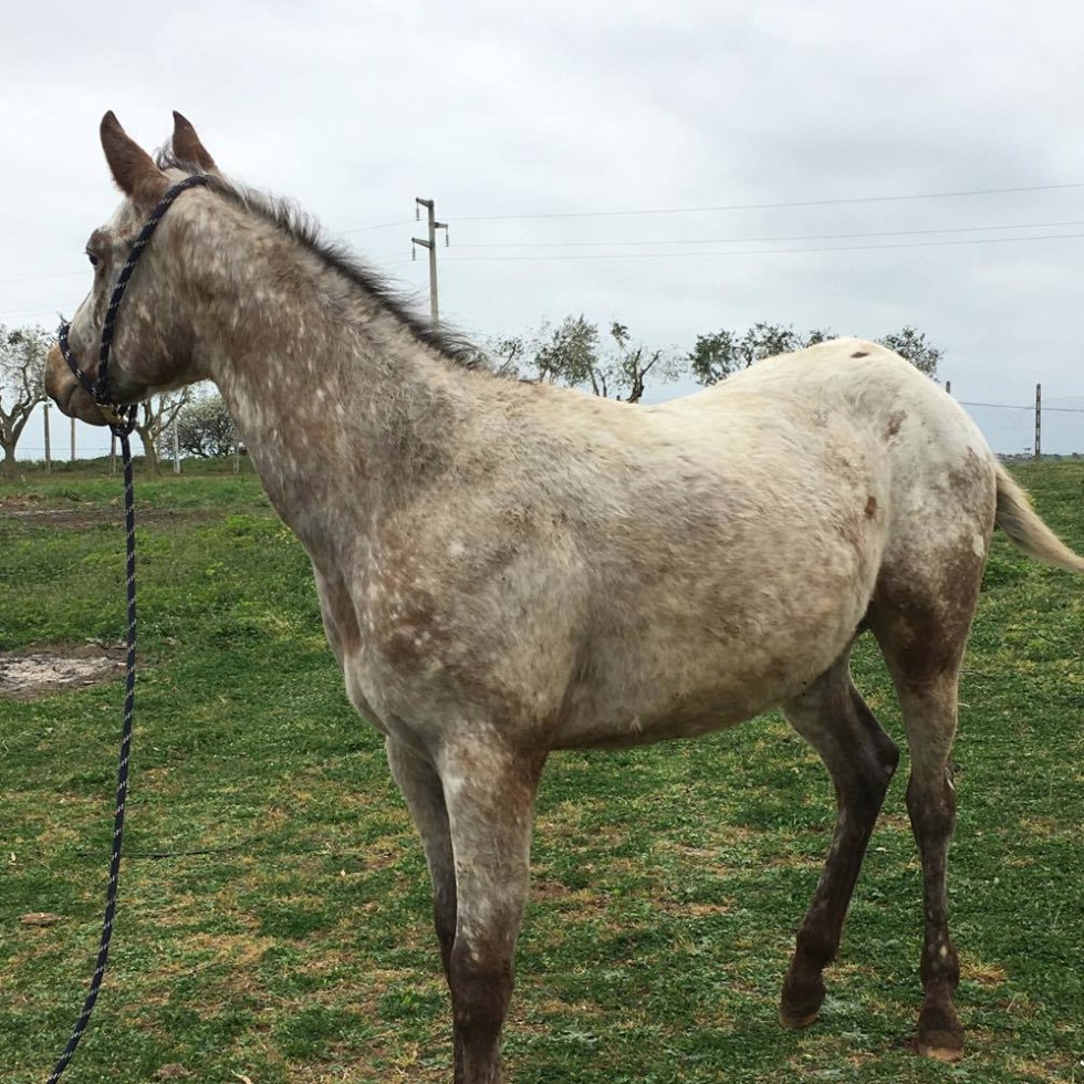 stallone appaloosa leos wind of change