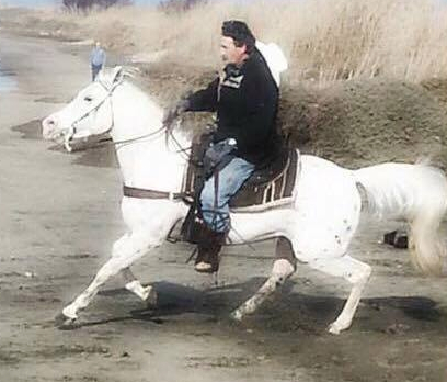 stallone appaloosa skipper royal