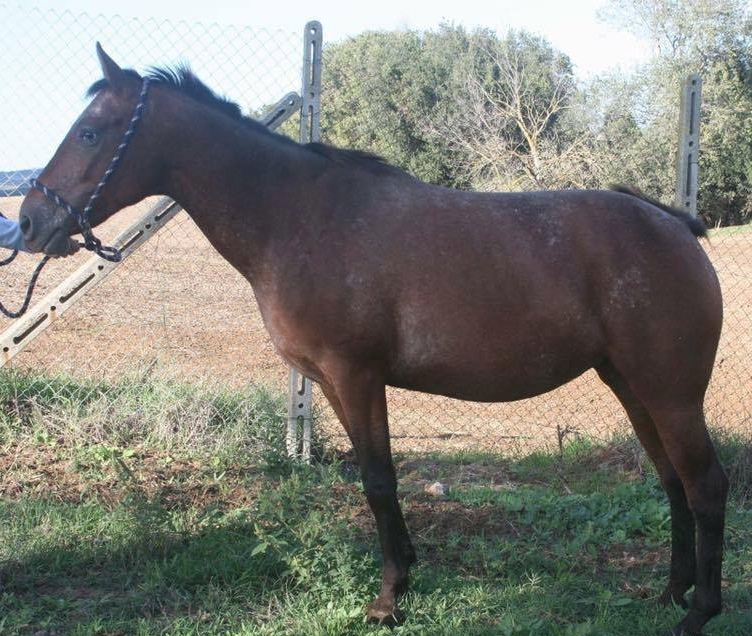 fattrice appaloosa ima son cast