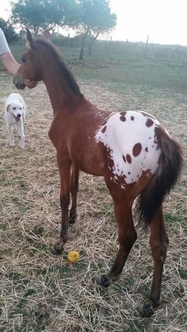 ima_storm_spirit_puledro_appaloosa_bay_left