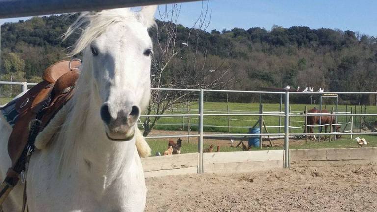 Joak_Brave_Cody_Appaloosa_Mare_Per_Principianti_Face