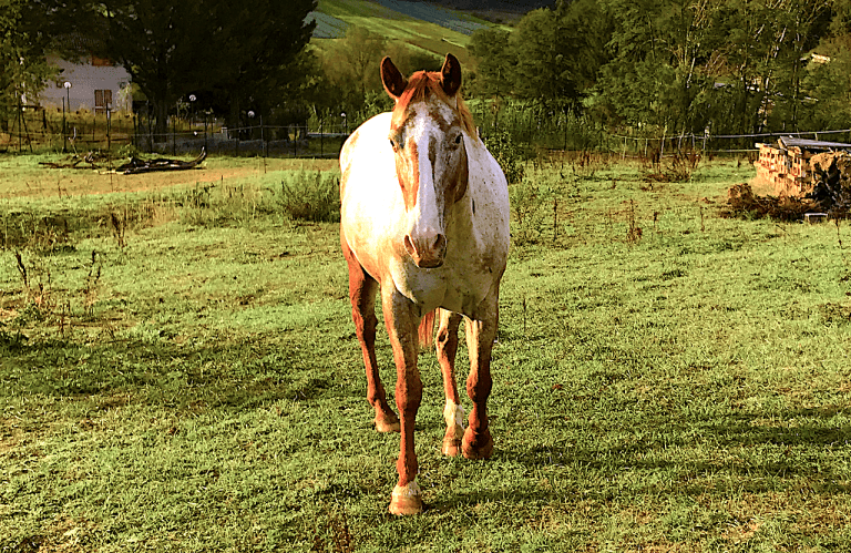 Cavalla appaloosa Lunar Flamingo trekking breeding