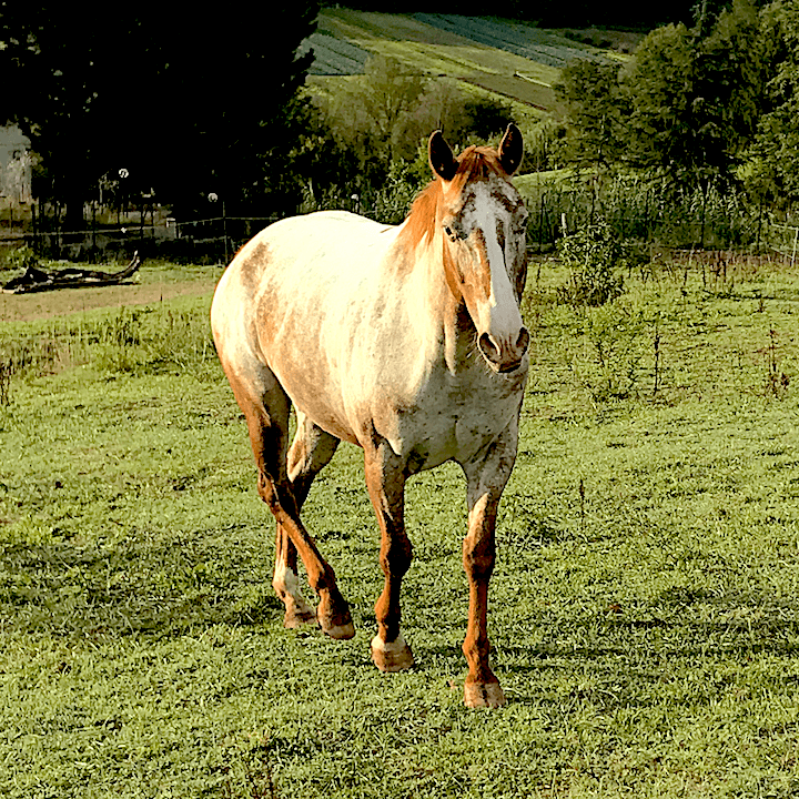 Cavalla appaloosa Lunar Flamingo trekking breeding