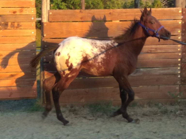 Snow TD Gunnar fianco destro