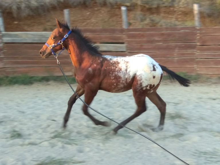 Snow TD Gunnar fianco sinistro