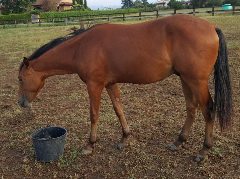 Stallone Appaloosa Reining BOEMIL BABY HERO (2016) sinistra